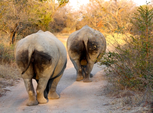 Just out for an evening stroll with these cute rhino bums