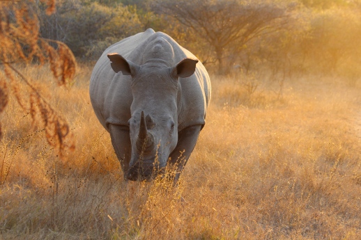 Catching the natural beauty that lives in Kruger National Park- A white rhino in the setting sun