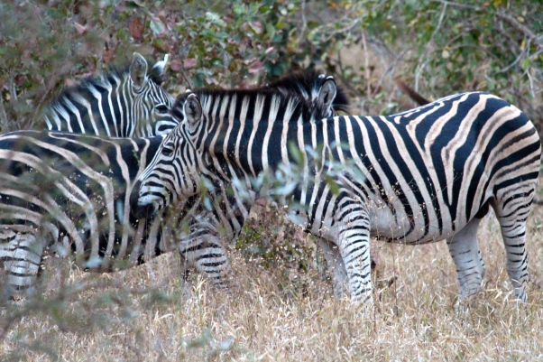Zebras-Kapama- Kruger National Park