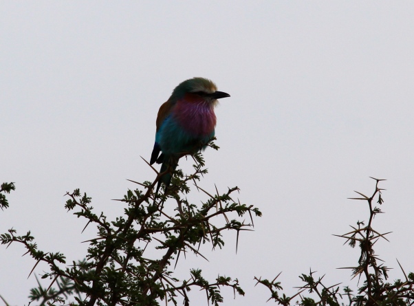 Too bad the lighting wasn't optimal, though you can still see some of the many beautiful colours displayed on the Lilac-brested Roller's fluffy feathers