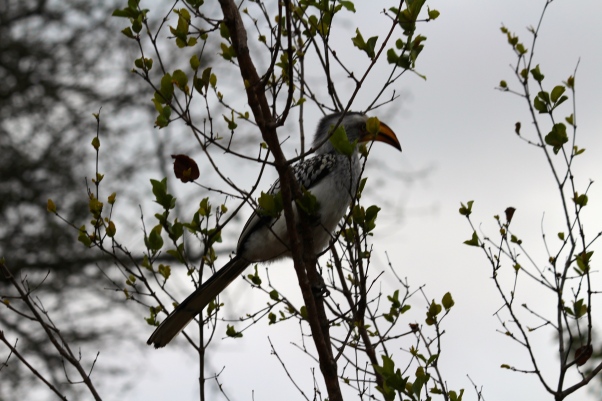 Great red-billed hornbill sighting to start off the night (yes, for those of your wondering, this is Zazu!)