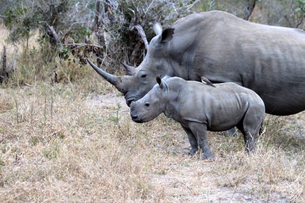 Beautiful mom and baby white rhino 