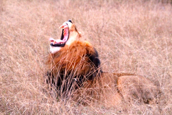 Another sleepy soul, this yawning lion is just waking up for his nightly hunt