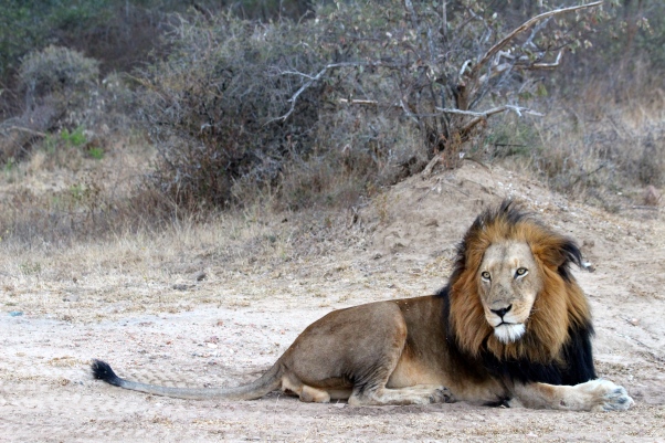 Clearly not camera shy, this male lion looked more ready for the "cat"walk!