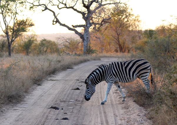 A zebra stepping out into the sunrise.