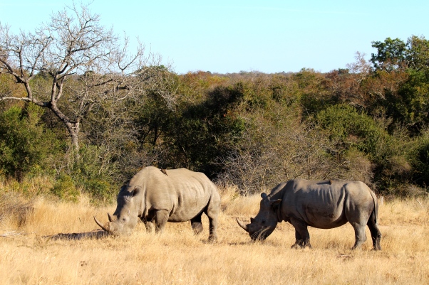 White Rhino, Kapama, Kruger